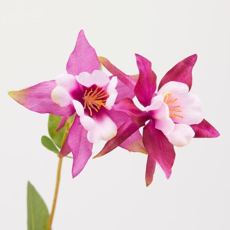 RAMO AQUILEGIA ROSA - EDG Enzo De Gasperi