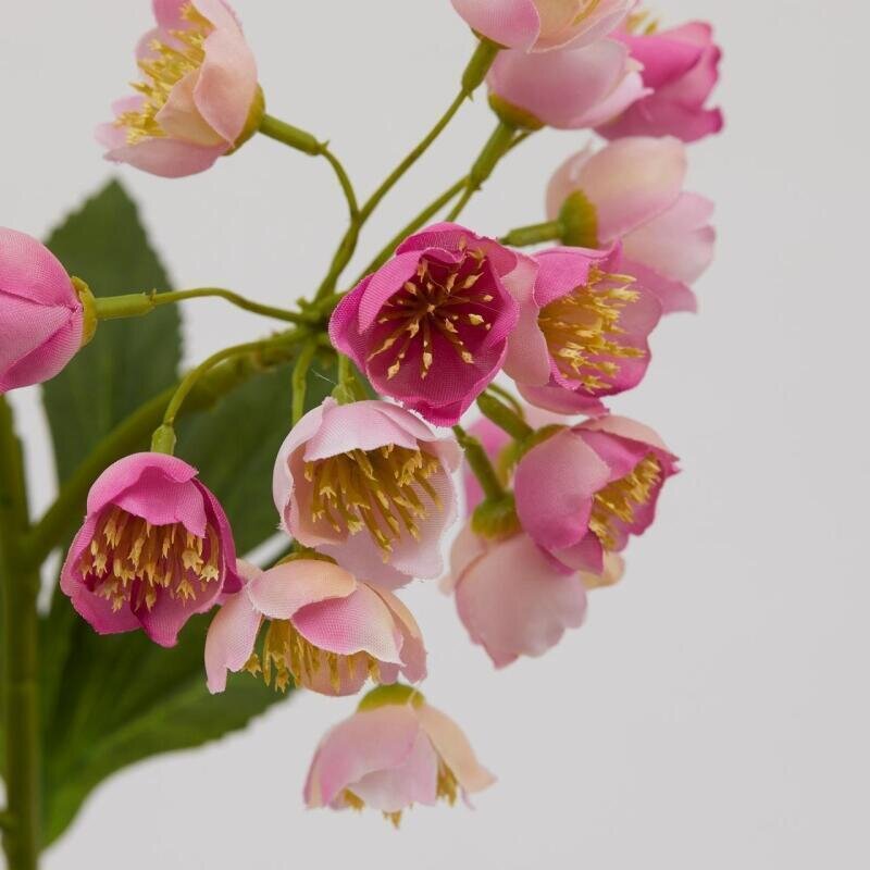 ELLEBORO ROSA PINK - EDG Enzo De Gasperi