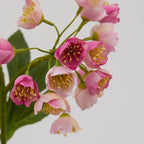 ELLEBORO ROSA PINK - EDG Enzo De Gasperi