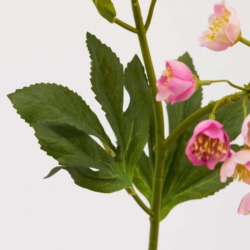 ELLEBORO ROSA PINK - EDG Enzo De Gasperi
