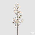 RAMO CORNUS GLOSSY - EDG Enzo De Gasperi