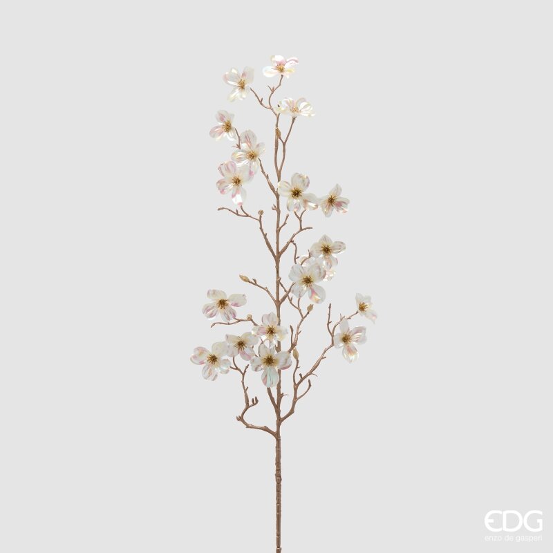 RAMO CORNUS GLOSSY - EDG Enzo De Gasperi