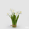 MAZZO NARCISO BIANCO - EDG Enzo De Gasperi