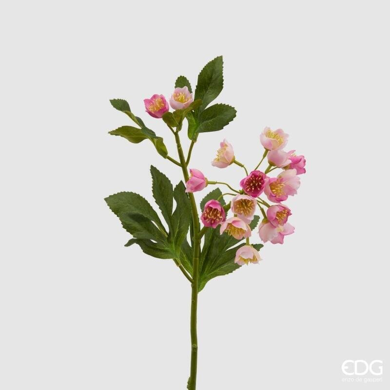 ELLEBORO ROSA PINK - EDG Enzo De Gasperi