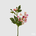 ELLEBORO ROSA PINK - EDG Enzo De Gasperi